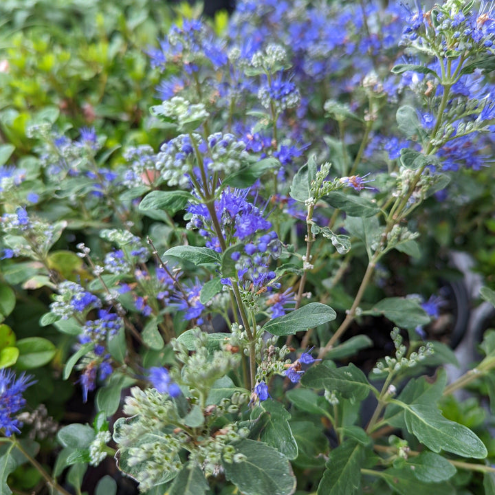 Caryopteris x clandonensis 'CT-9-12' ~ Beyond Midnight® Bluebeard-ServeScape