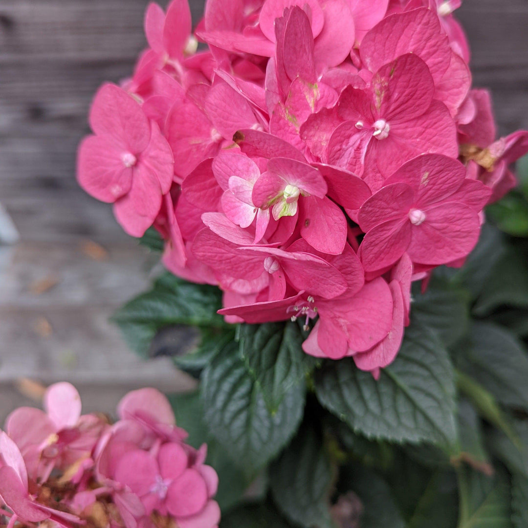 Hydrangea macrophylla 'Bailmacfive’ PP30,359 ~ Endless Summer® Summer Crush® Hydrangea-ServeScape