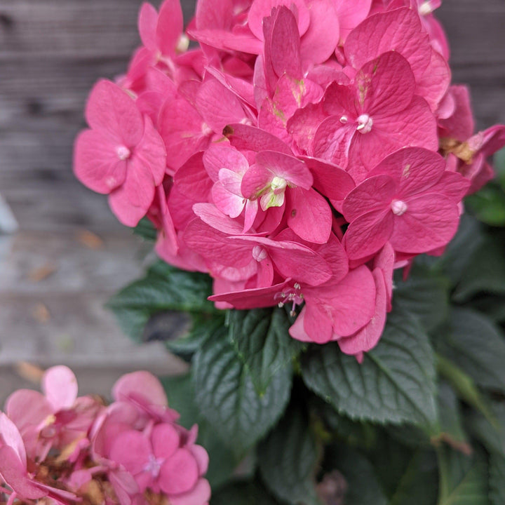 Hydrangea macrophylla 'Bailmacfive’ PP30,359 ~ Endless Summer® Summer Crush® Hydrangea-ServeScape