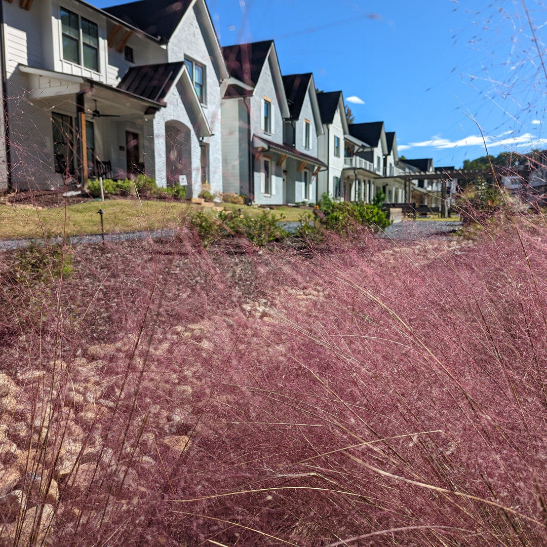 Muhlenbergia capillaris ~ Pink Muhly Grass-ServeScape