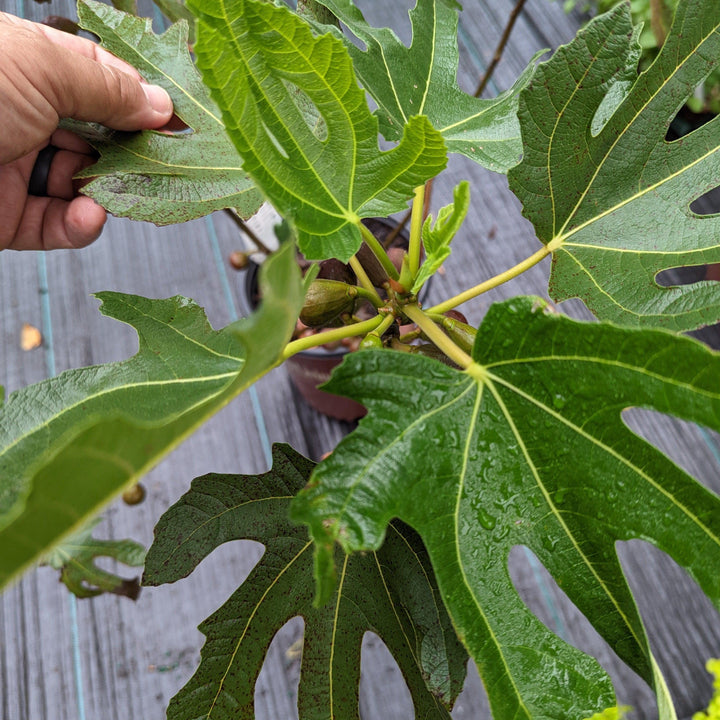 Ficus carica 'Majoam' ~ 'Little Miss Figgy' Fig-ServeScape