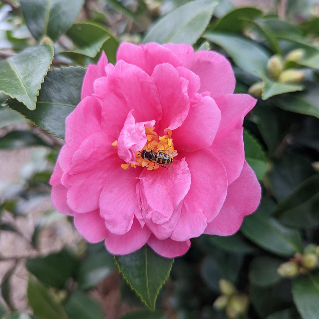 Camellia 'Winter's Joy' ~ Winter's Joy Camellia-ServeScape