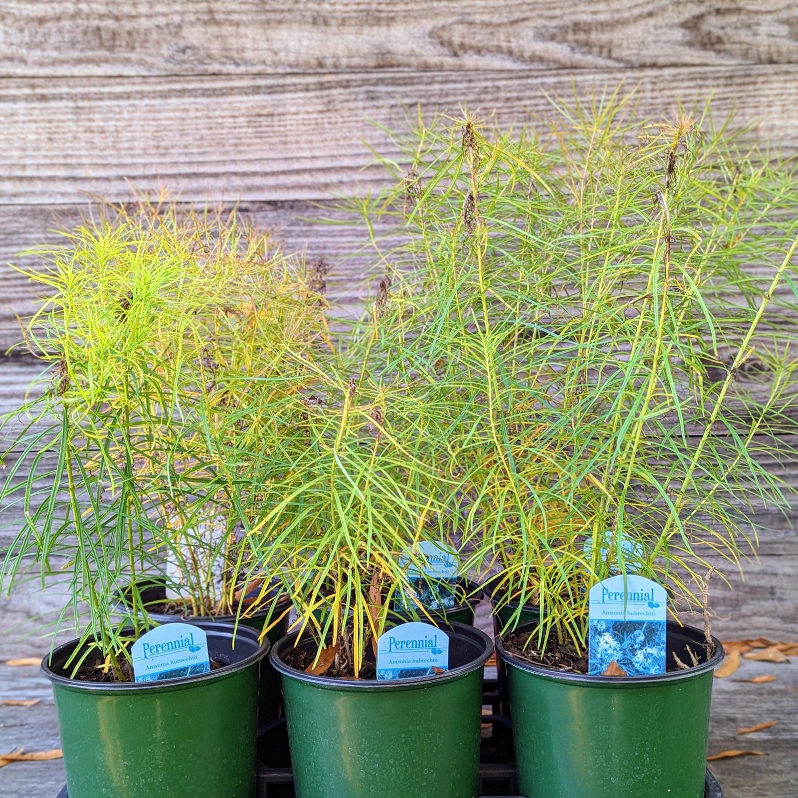 Amsonia hubrichtii ~ Threadleaf Blue Star, Arkansas Blue Star-ServeScape
