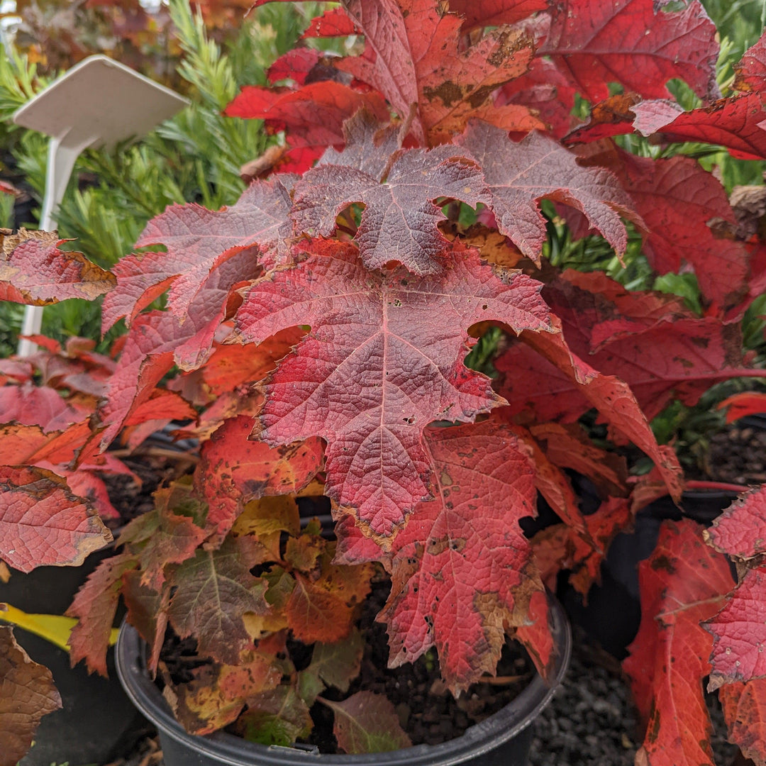 Hydrangea quercifolia 'Ruby Slippers' ~ Ruby Slippers Oakleaf Hydrangea-ServeScape