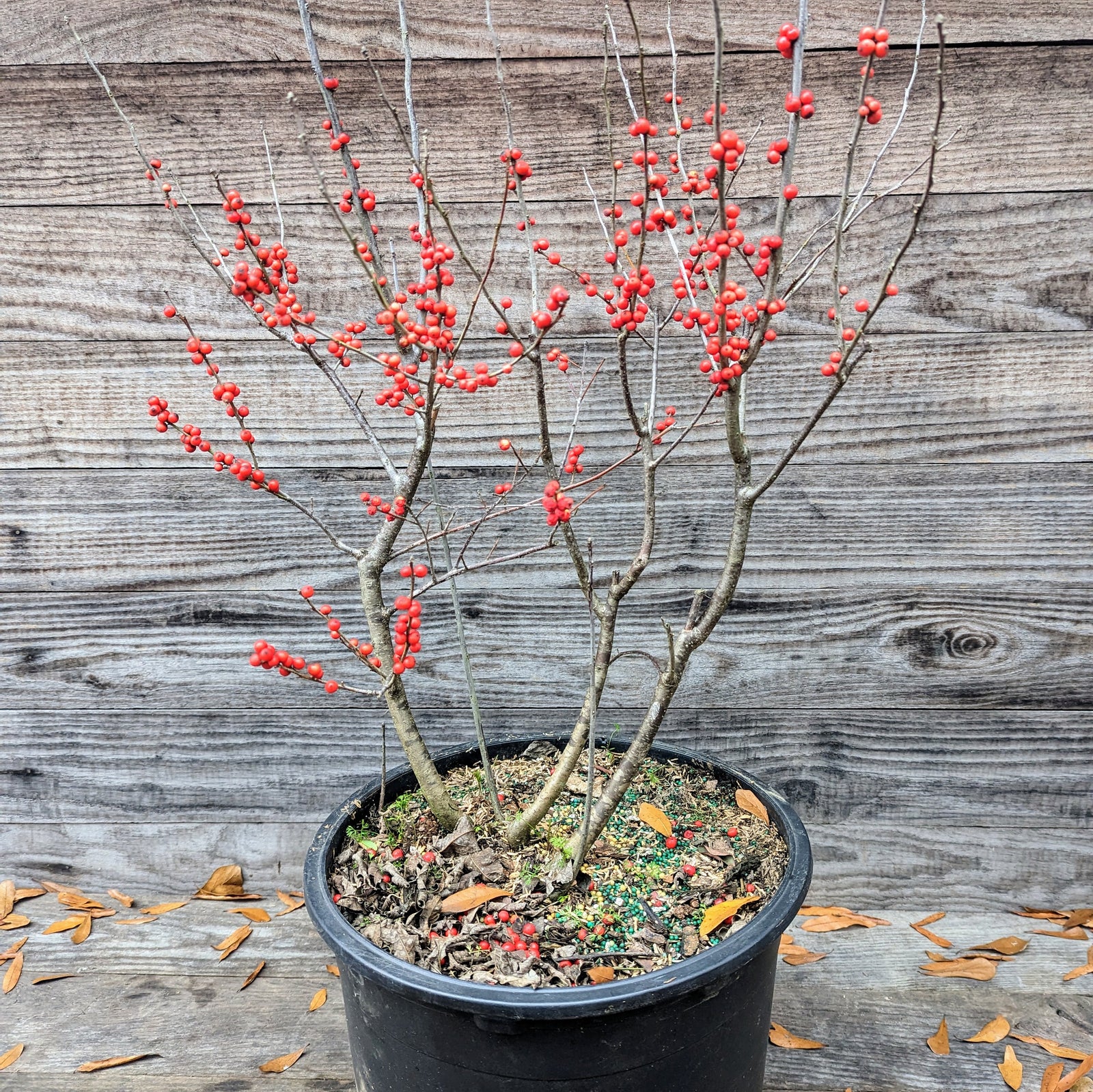 Winter red winterberry ServeScape