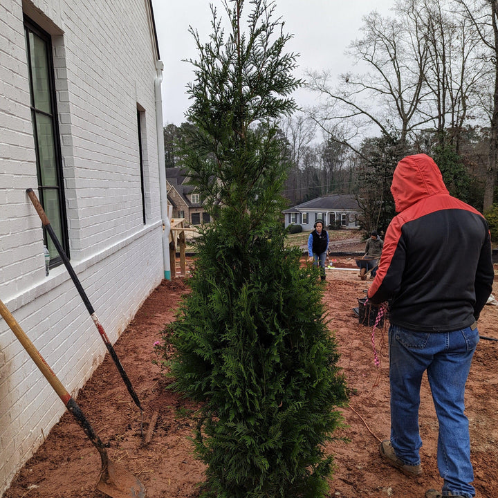 Thuja x 'Steeplechase' ~ Steeplechase Arborvitae-ServeScape