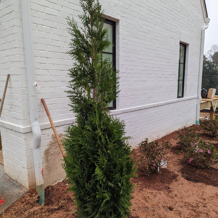 Thuja x 'Steeplechase' ~ Steeplechase Arborvitae-ServeScape