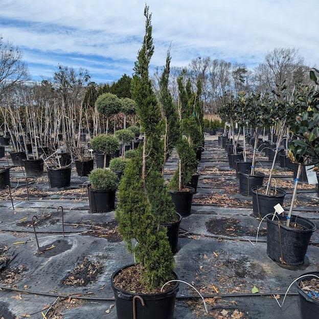 Cupressus arizonica glabra 'Carolina Sapphire' ~ Carolina Sapphire, Smooth Arizona Cypress-ServeScape