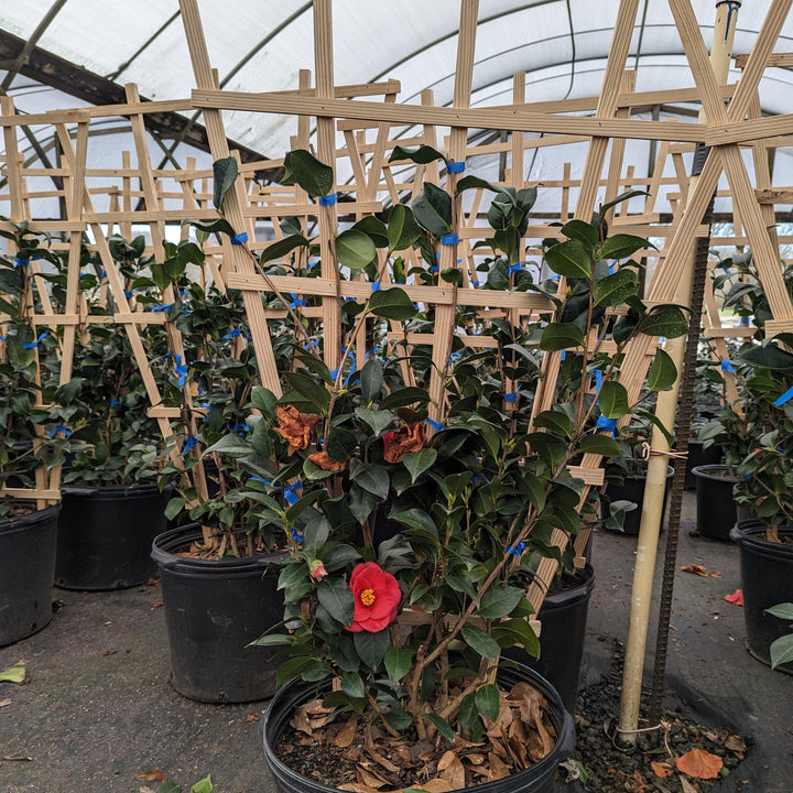 Camellia japonica 'Greensboro Red' ~ Greensboro Red Camellia-ServeScape