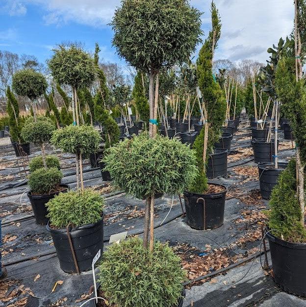 Cupressus arizonica glabra 'Carolina Sapphire' ~ Carolina Sapphire, Smooth Arizona Cypress-ServeScape