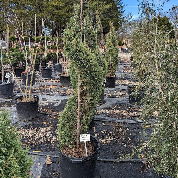 Cupressus arizonica glabra 'Carolina Sapphire' ~ Carolina Sapphire, Smooth Arizona Cypress-ServeScape
