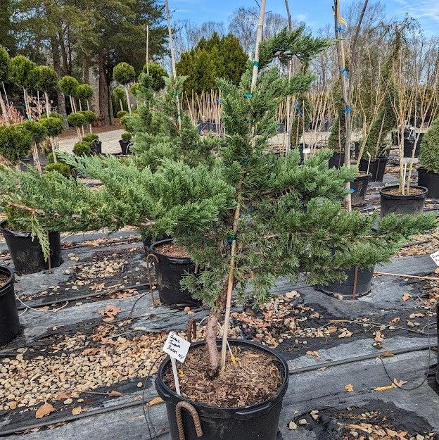 Juniperus squamata expansa 'Parsonii' ~ Parson's Juniper-ServeScape