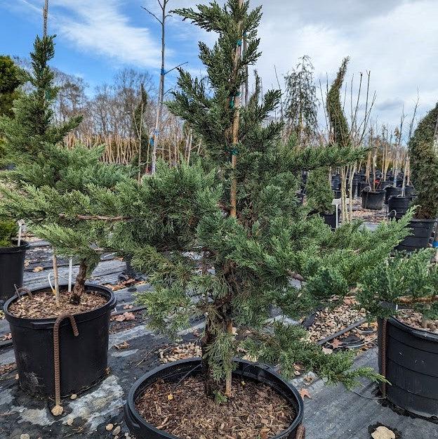 Juniperus squamata expansa 'Parsonii' ~ Parson's Juniper-ServeScape