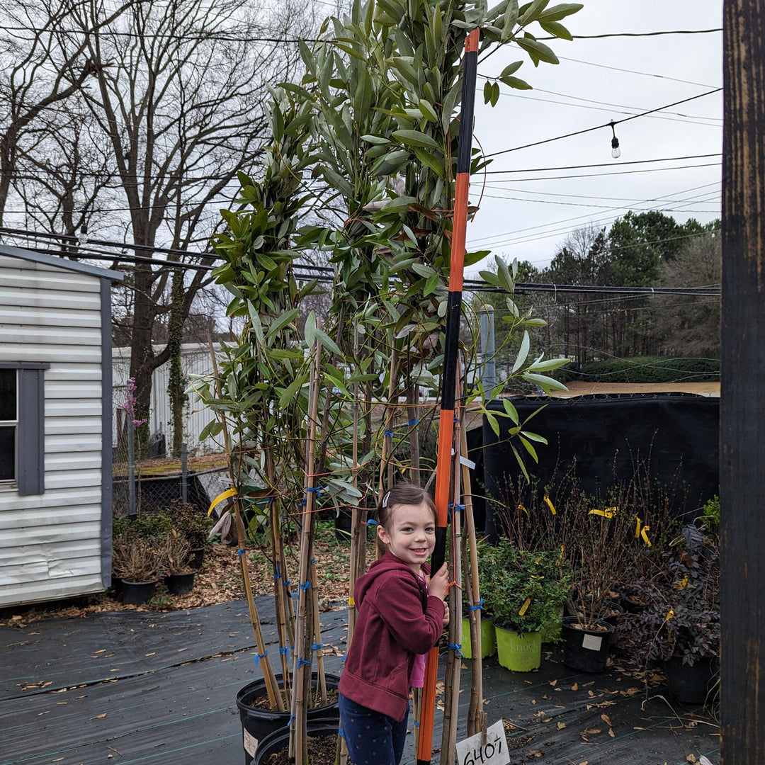 Magnolia virginiana ~ Sweet Bay Magnolia-ServeScape