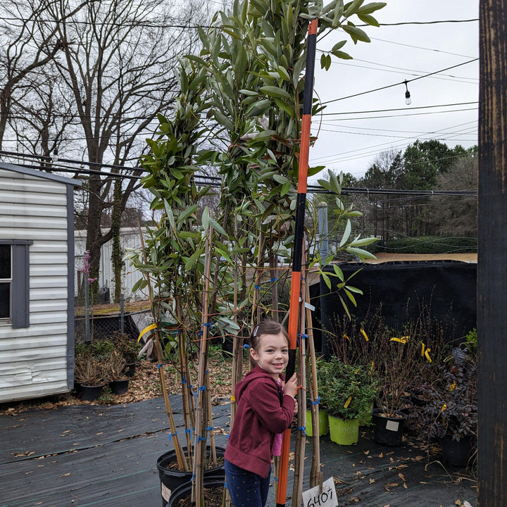 Magnolia virginiana ~ Sweet Bay Magnolia-ServeScape