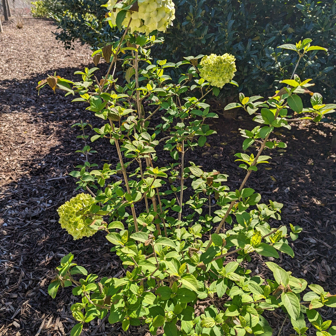 Viburnum macrocephalum 'Sterile' ~ Sterile Viburnum, Chinese Snowball-ServeScape