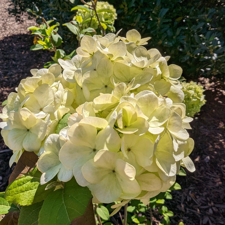 Viburnum macrocephalum 'Sterile' ~ Sterile Viburnum, Chinese Snowball-ServeScape