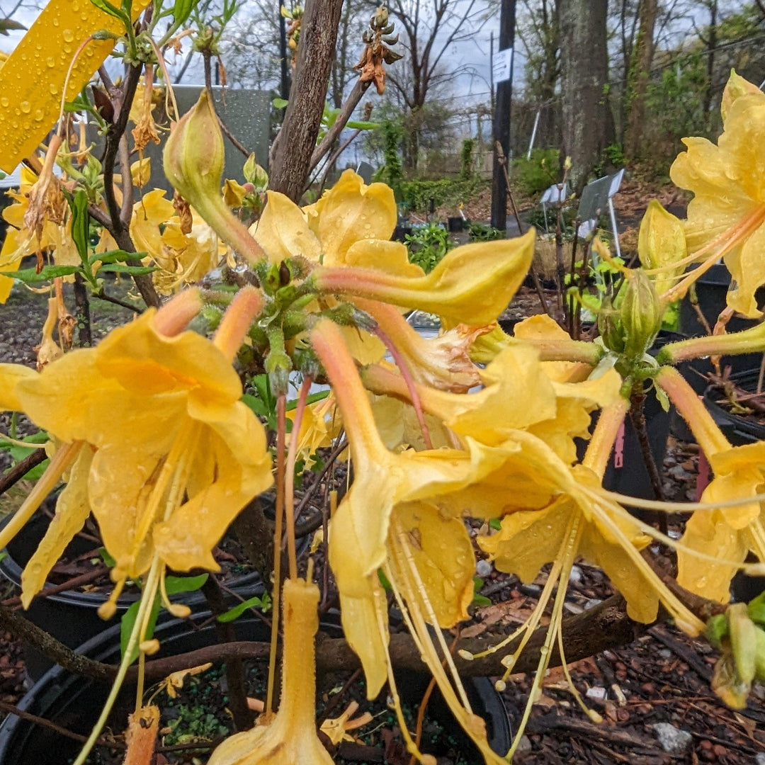 Rhododendron 'Admiral Semmes' ~ Admiral Semmes Native Azalea-ServeScape