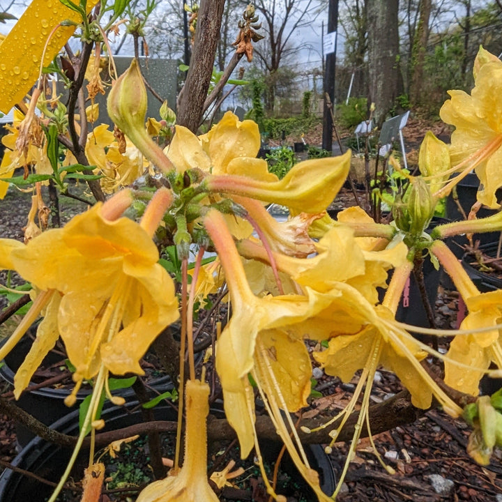 Rhododendron 'Admiral Semmes' ~ Admiral Semmes Native Azalea-ServeScape