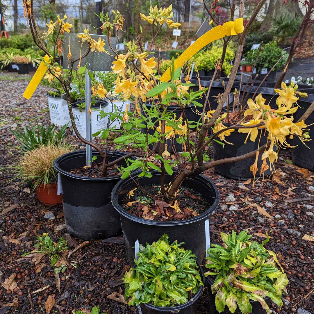 Rhododendron 'Admiral Semmes' ~ Admiral Semmes Native Azalea-ServeScape