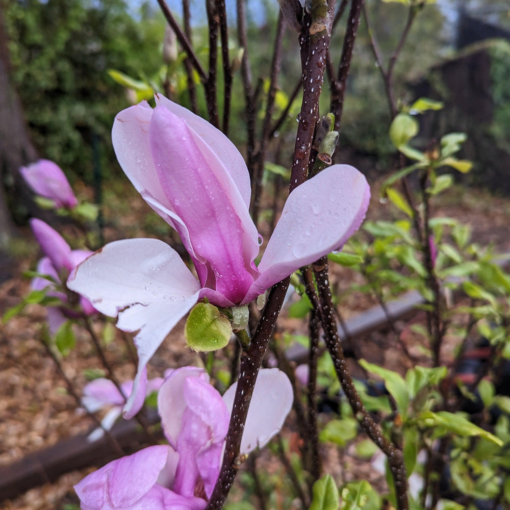 Magnolia x soulangiana 'Jane' ~ Saucer 'Jane' Magnolia-ServeScape