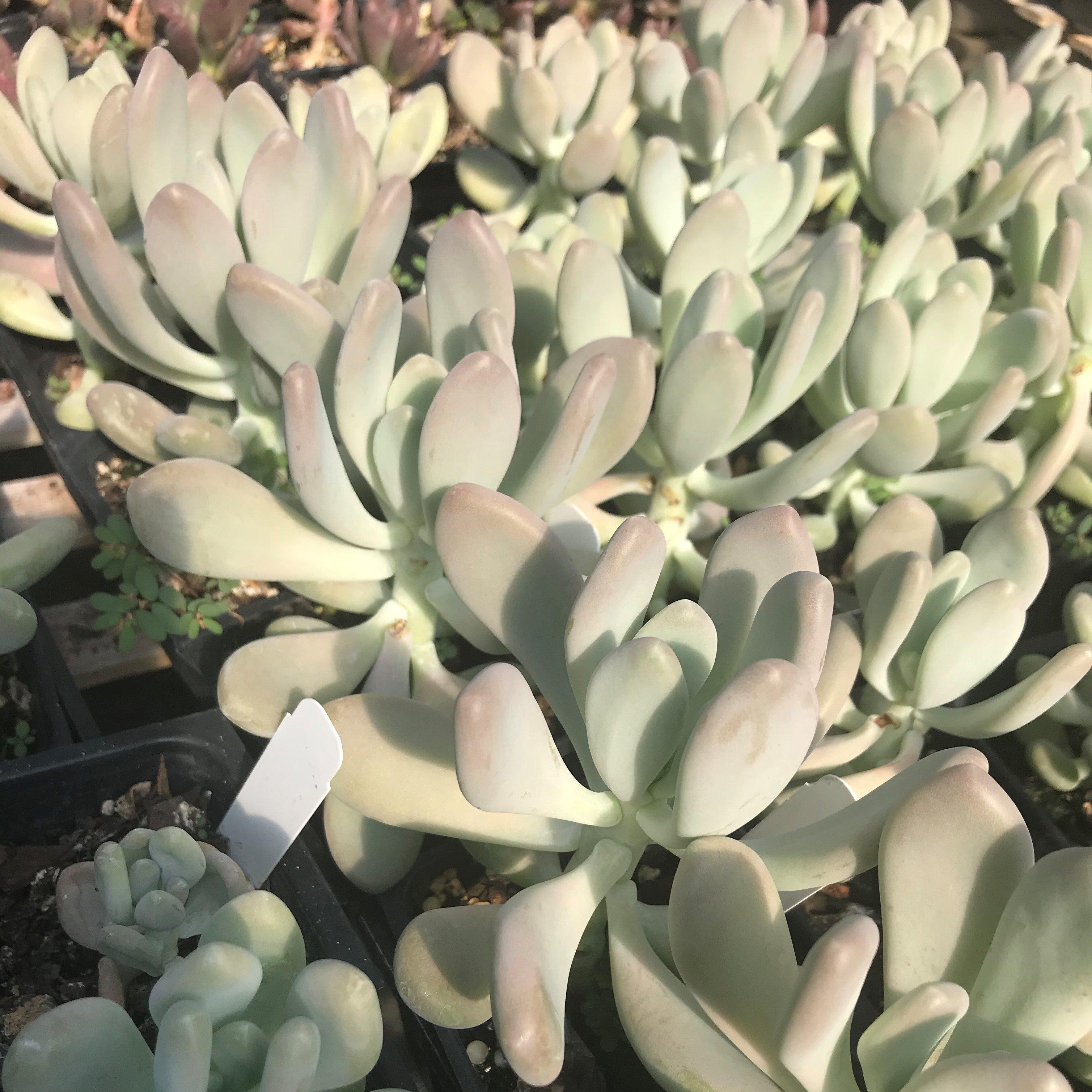 succulent moon silver Silver Bracts, Moon Stones