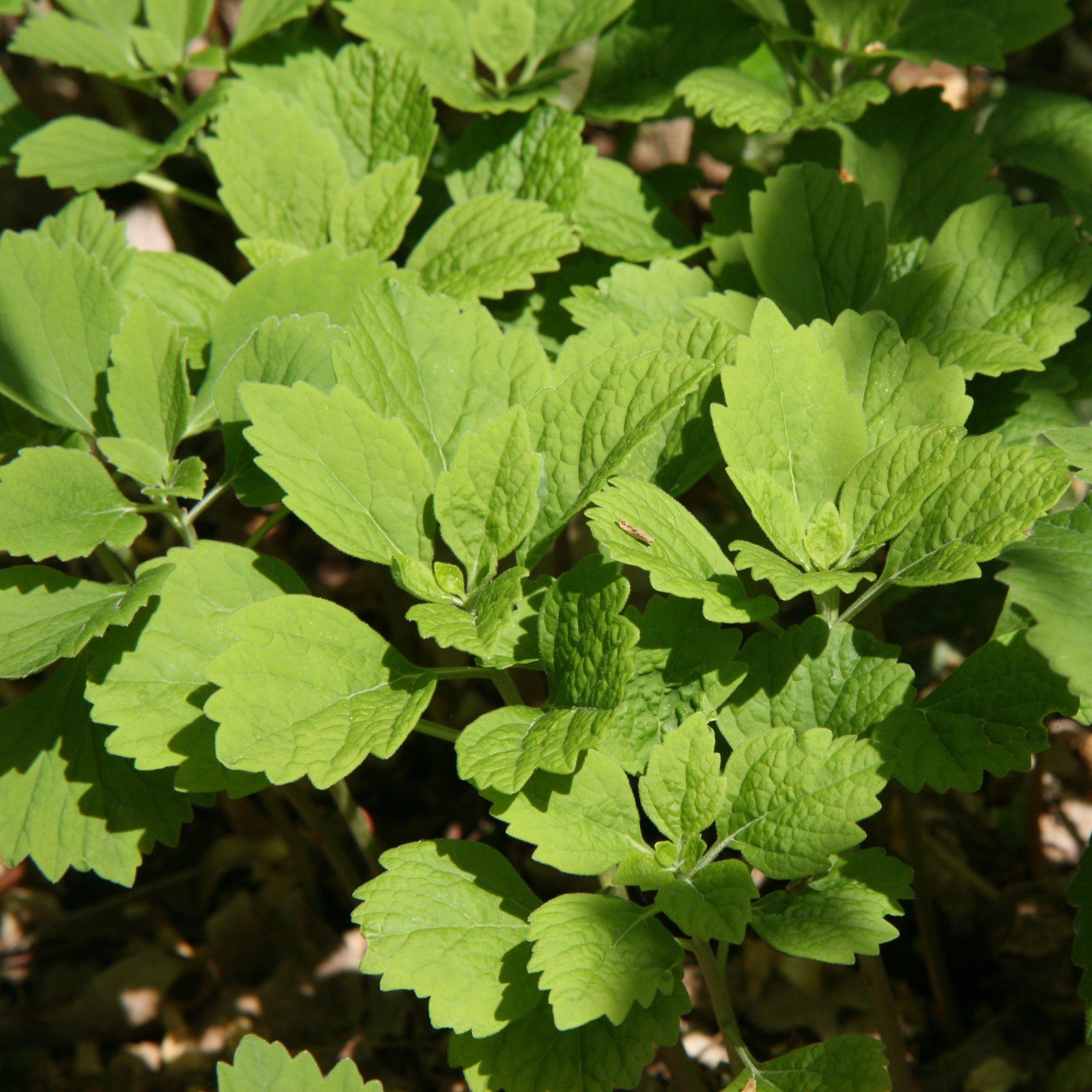 Pachysandra procumbens ~ Allegheny Spurge-ServeScape