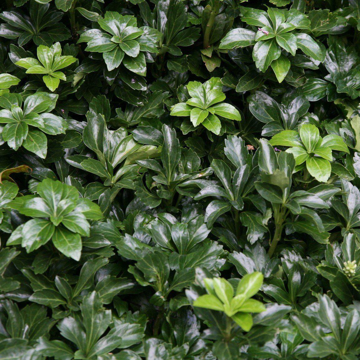 Pachysandra terminalis 'Green Sheen' ~ Green Sheen Japanese Spurge-ServeScape