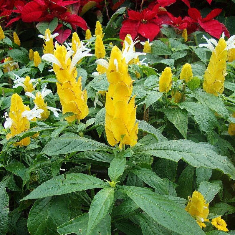 Pachystachys lutea ~ Yellow Shrimp Plant-ServeScape