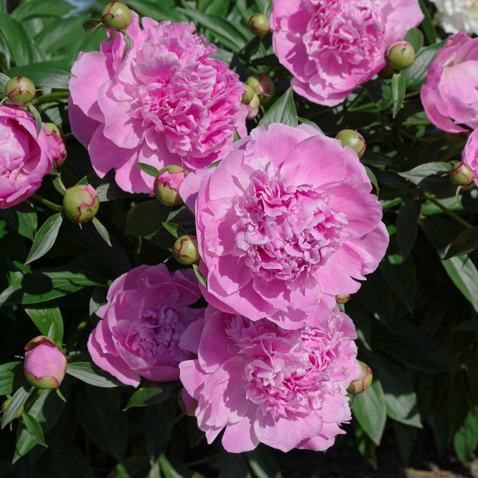 Paeonia lactiflora 'Dr. Alexander Fleming' ~ Dr. Alexander Fleming Peony-ServeScape