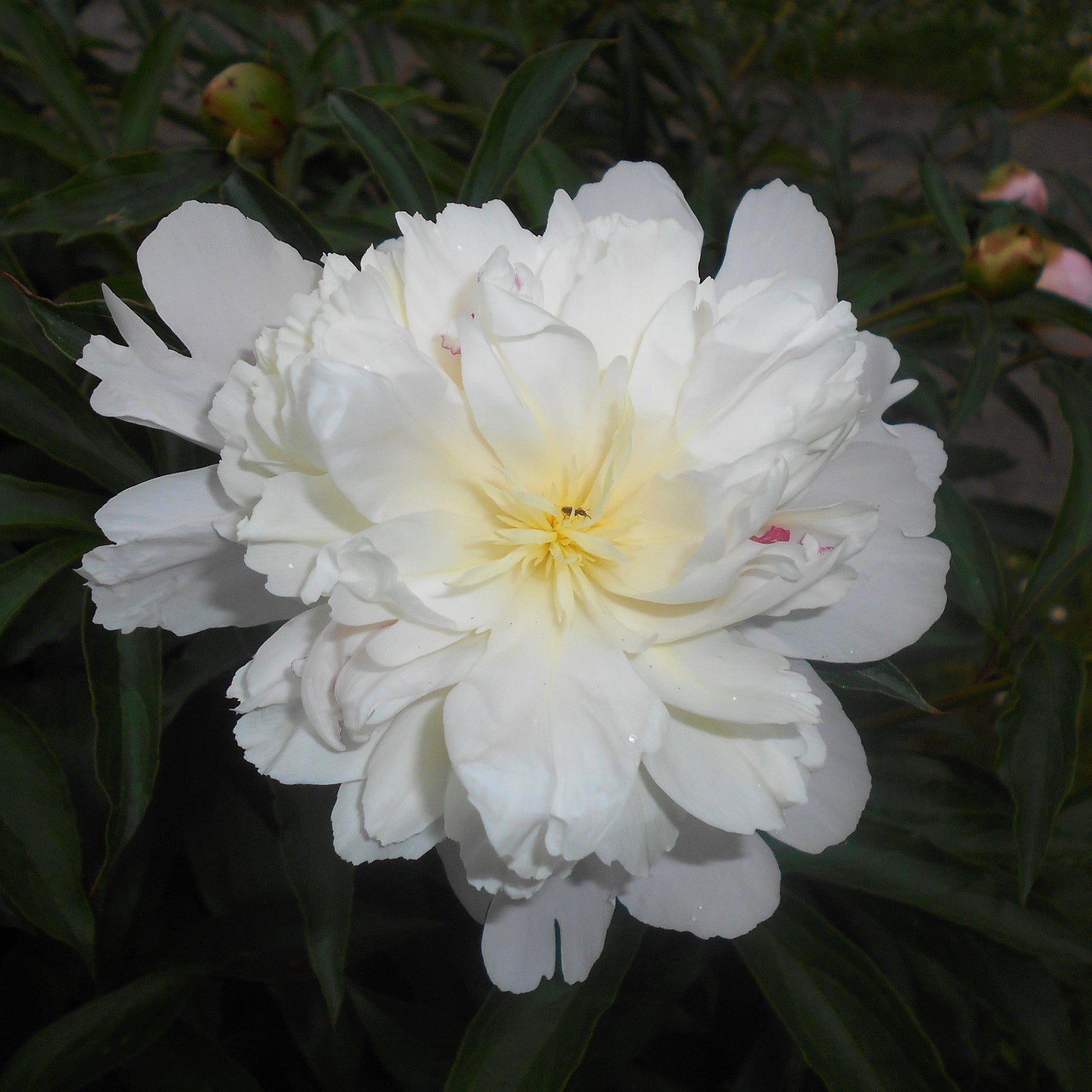 Paeonia lactiflora 'Duchesse de Nemours' ~ Duchesse de Nemours Peony-ServeScape