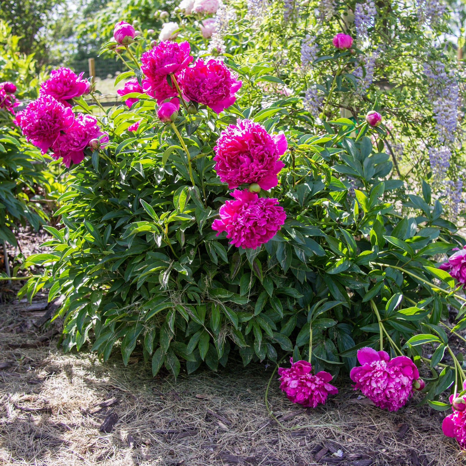 Paeonia lactiflora 'Felix Crousse' ~ Felix Crousse Peony-ServeScape