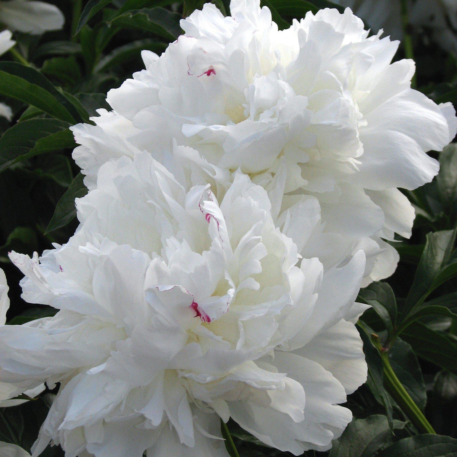 Paeonia lactiflora 'Festiva Maxima' ~ Festiva Maxima Peony