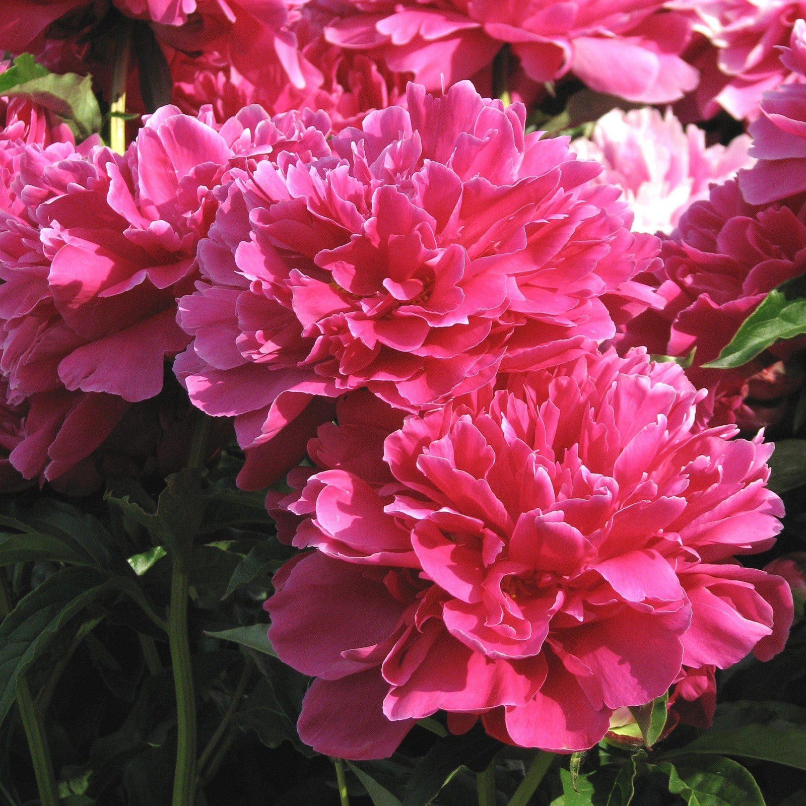 Paeonia lactiflora 'Victoire de la Marne' ~ Victoire de la Marne Peony-ServeScape