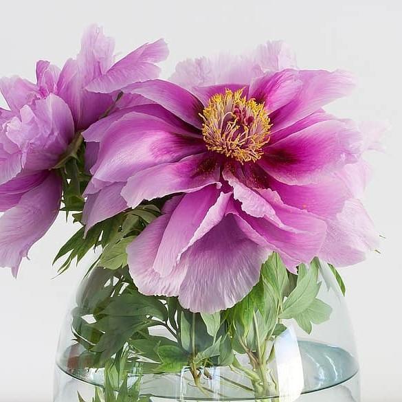Paeonia suffruticosa 'Lavender' ~ Lavender Tree Peony-ServeScape