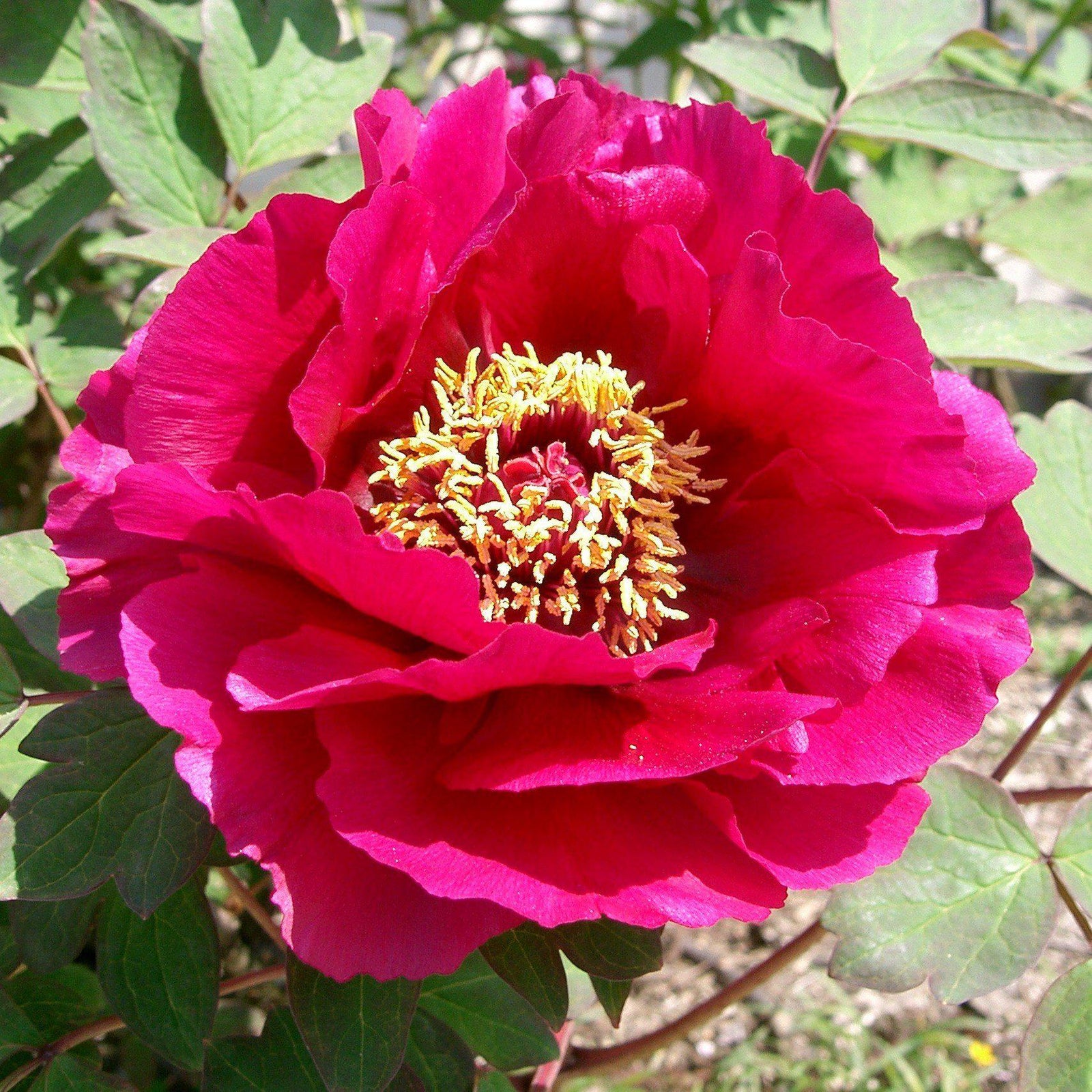 Paeonia suffruticosa 'Red' ~ Red Tree Peony-ServeScape