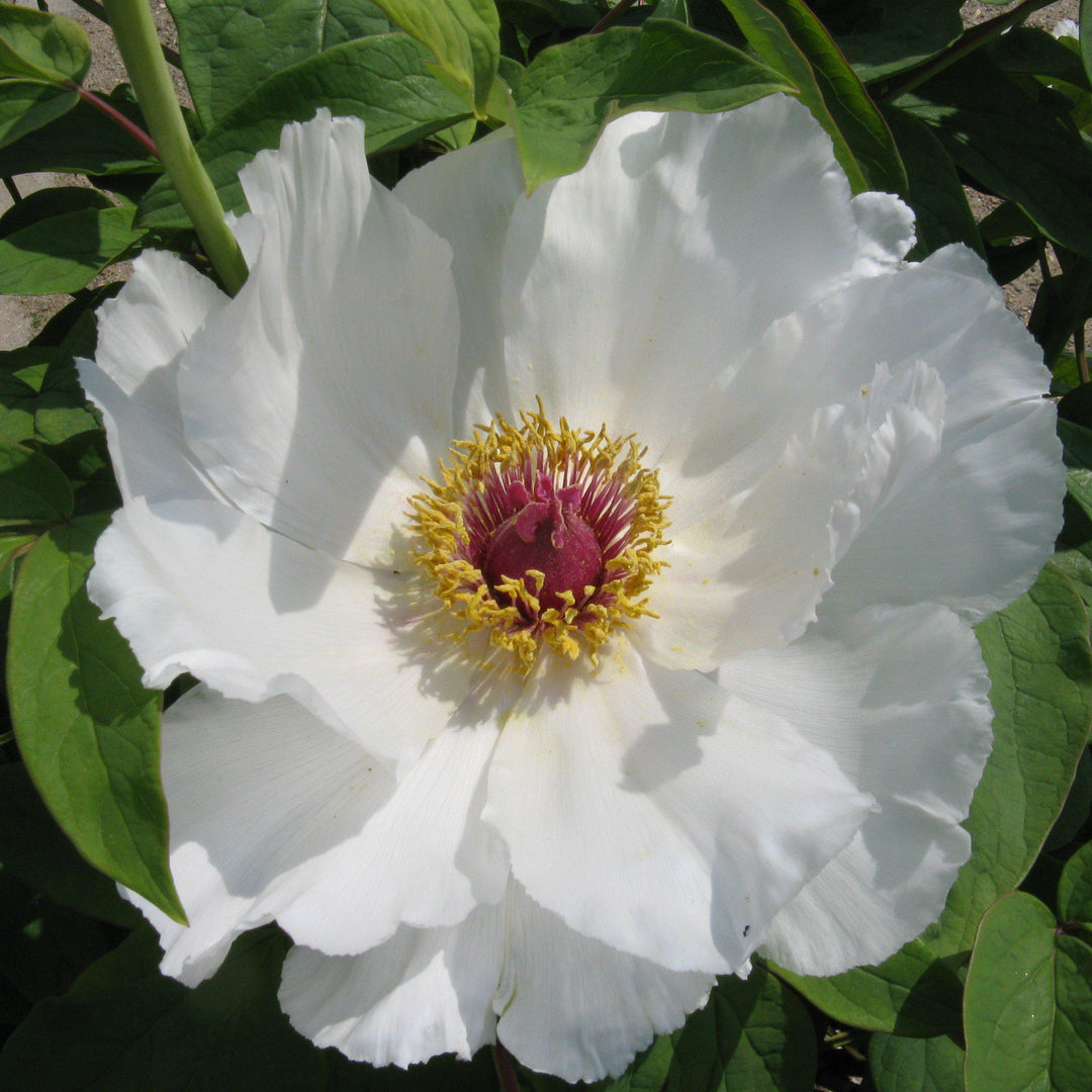Paeonia suffruticosa 'White' ~ White Tree Peony-ServeScape