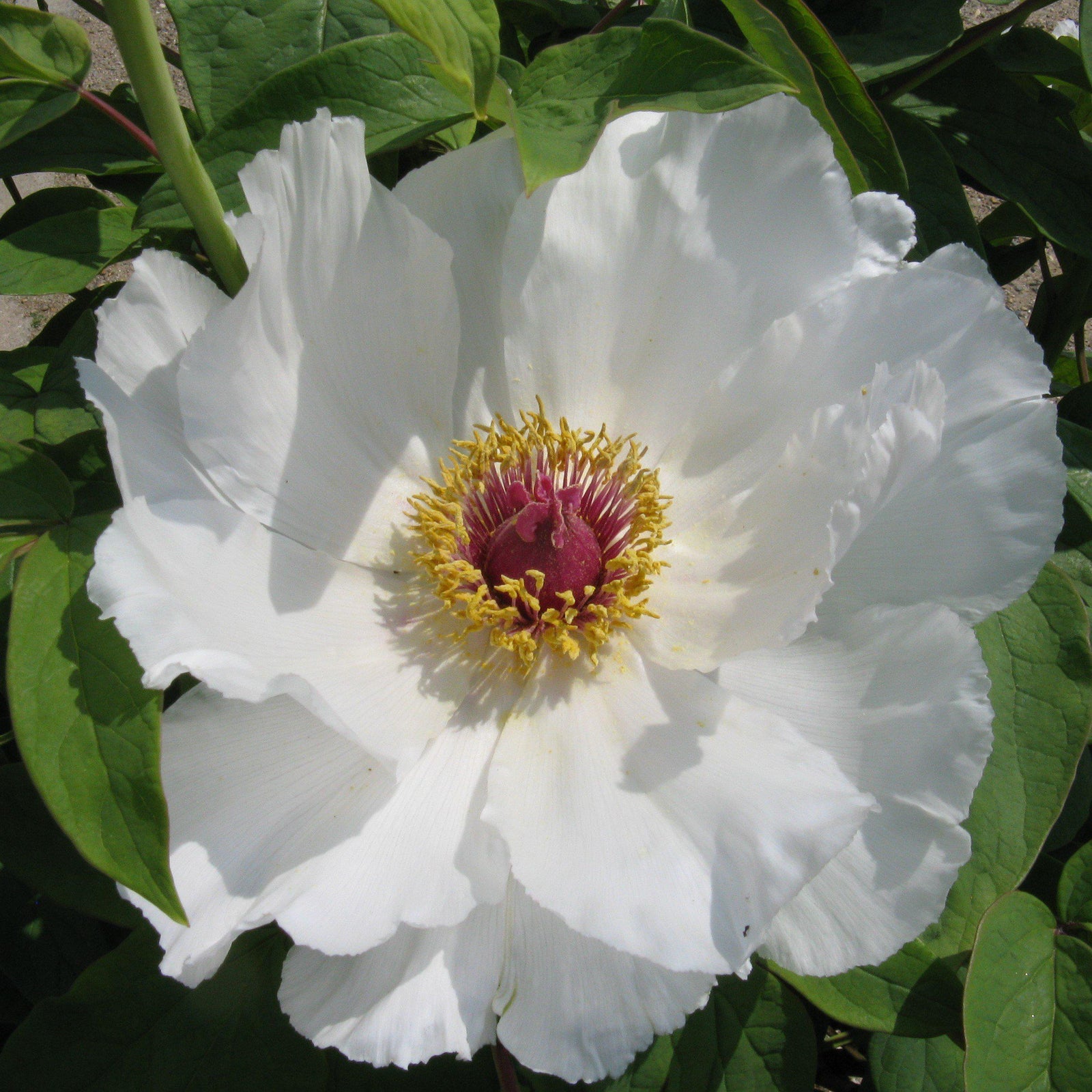 Paeonia suffruticosa 'White' ~ White Tree Peony-ServeScape