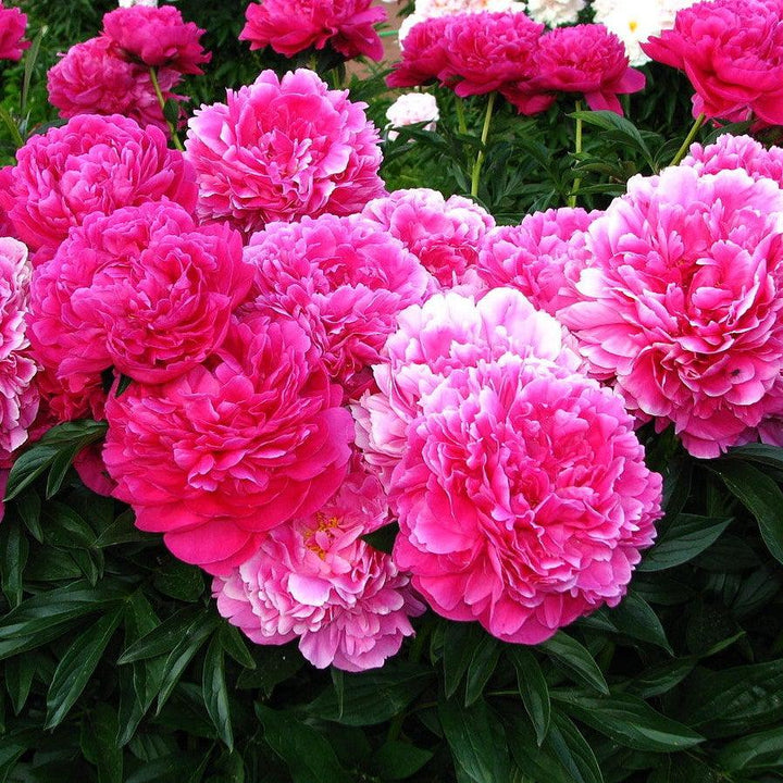 Paeonia lactiflora 'Kansas' ~ Kansas Peony-ServeScape