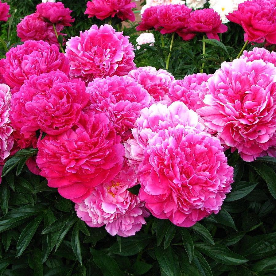 Paeonia lactiflora 'Kansas' ~ Kansas Peony-ServeScape