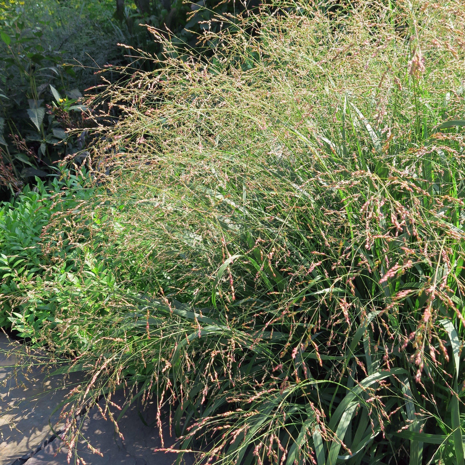Panicum virgatum 'Cape Breeze' ~ Cape Breeze Switch Grass, Panic Grass - Delivered By ServeScape