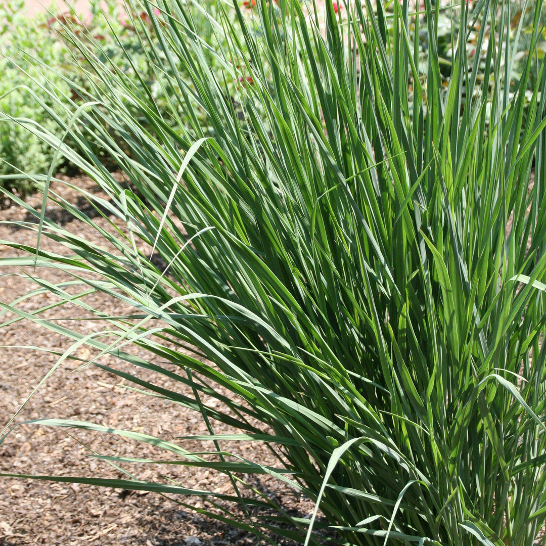 Panicum virgatum 'Cloud Nine'  ~ 'Cloud Nine' Switch Grass - Delivered By ServeScape