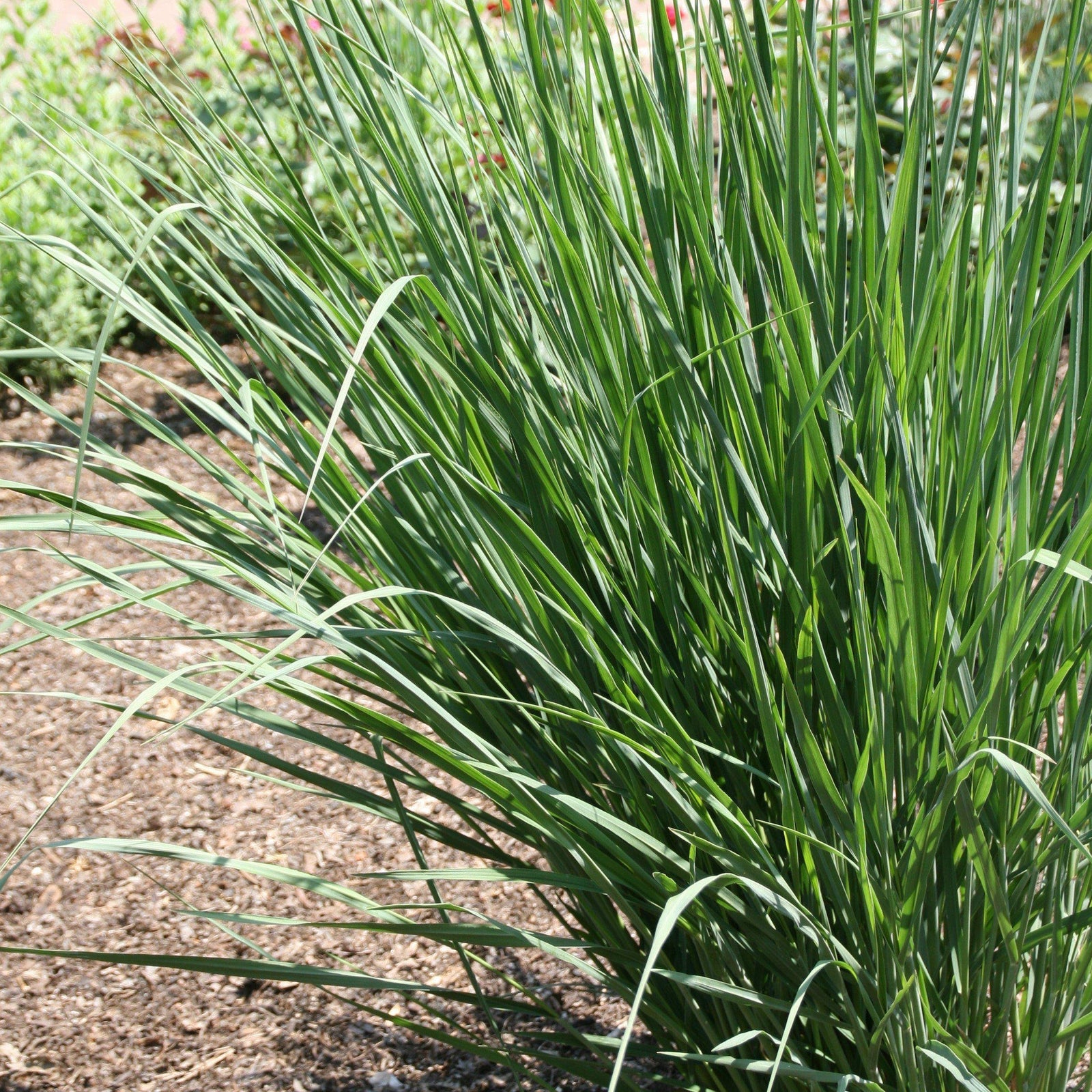 Panicum virgatum 'Cloud Nine' ~ 'Cloud Nine' Switch Grass - Delivered By ServeScape