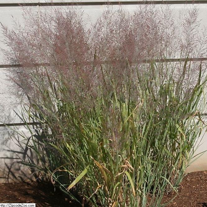 Panicum virgatum 'Dallas Blue' ~ Dallas Blue Switch Grass - Delivered By ServeScape