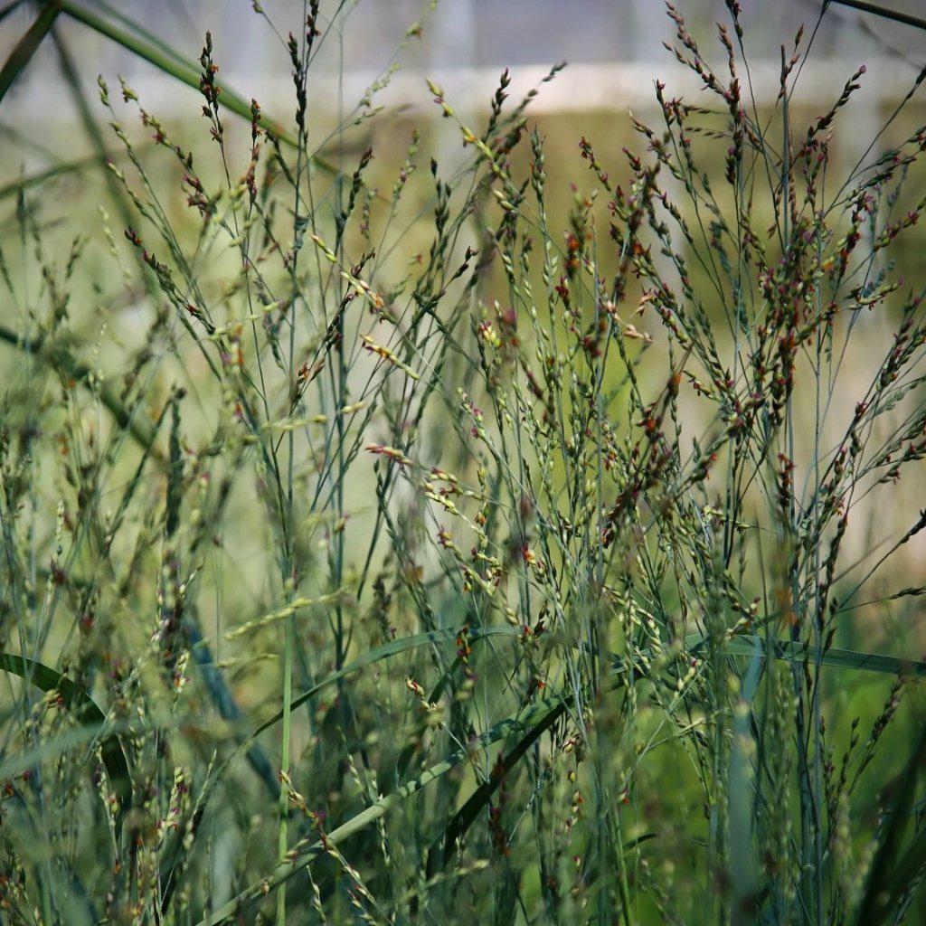 Panicum virgatum 'Heavy Metal' ~ Heavy Metal Switch Grass - Delivered By ServeScape