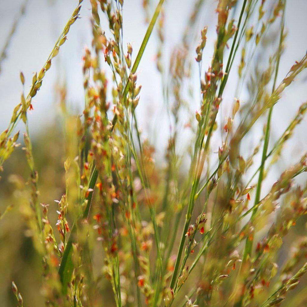 Panicum virgatum 'Northwind'  ~ Northwind Switch Grass - Delivered By ServeScape