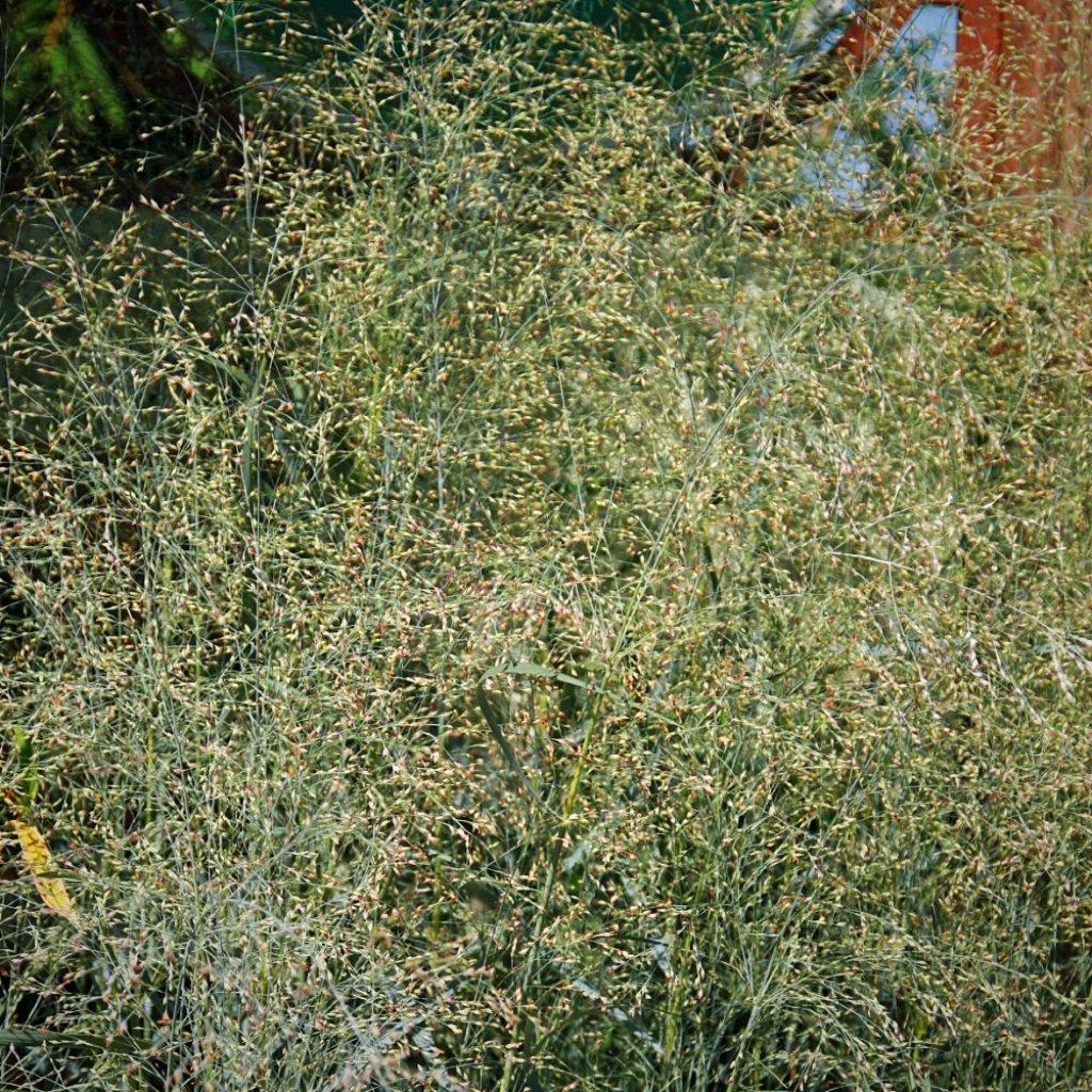 Panicum virgatum 'Prairie Sky' ~ Prairie Sky Switch Grass - Delivered By ServeScape