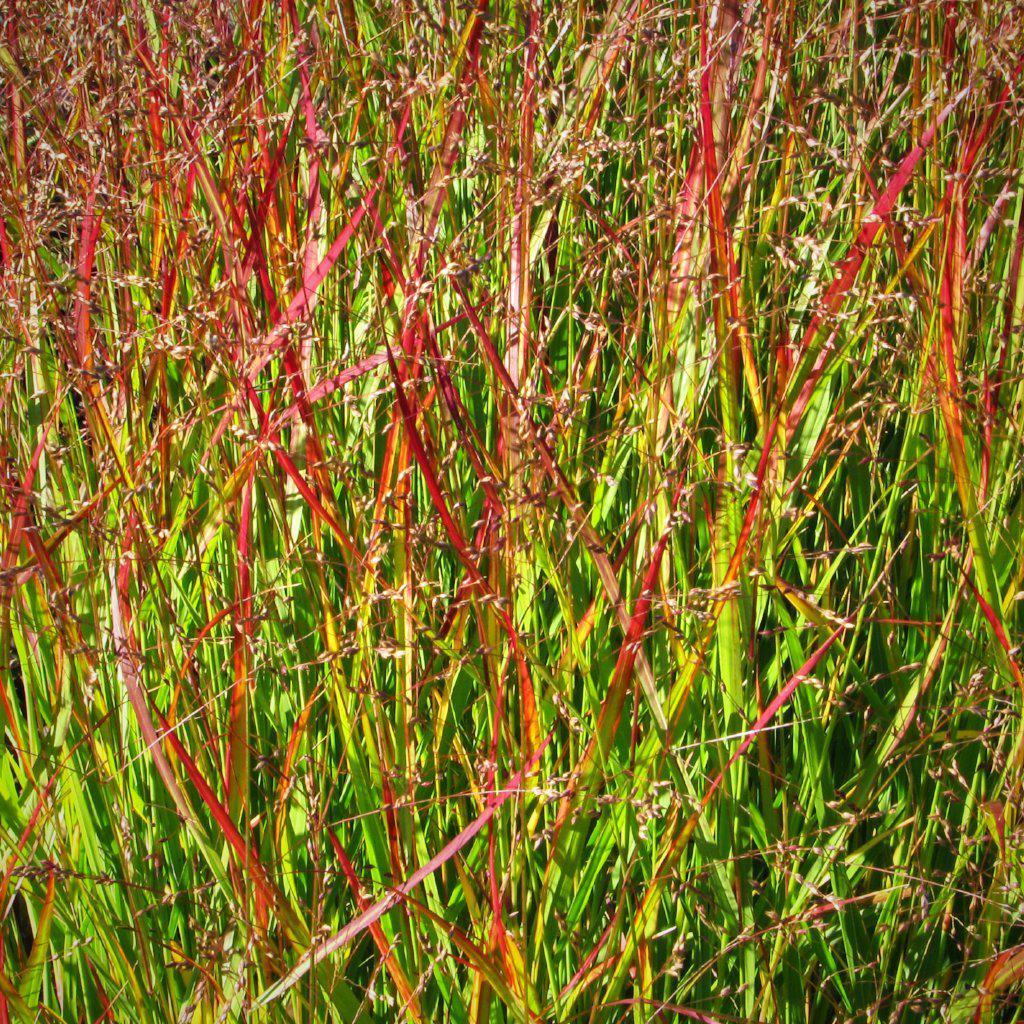 Panicum virgatum 'Shenandoah' ~ Shenandoah Switch Grass - Delivered By ServeScape