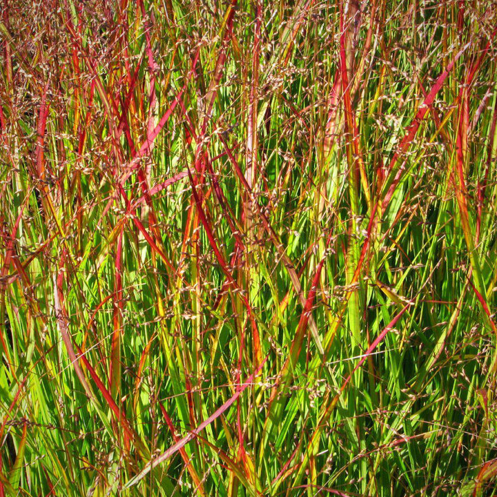 Panicum virgatum 'Shenandoah' ~ Shenandoah Switch Grass - Delivered By ServeScape