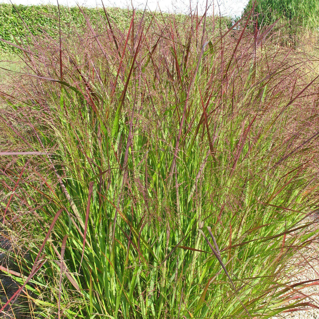 Panicum virgatum 'Squaw' ~ Squaw Switch Grass - Delivered By ServeScape